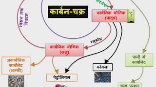 Carbon cycleकार्बन चक्र9th science12th biology ncert in hindi by gajendra sircarboncycle [upl. by Tace]