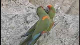 Redfronted Macaws Bolivia [upl. by Agathe]