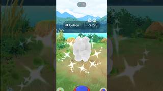 When a Cotton Shiny bubbled me 😳 Pokemon go [upl. by Gautier874]