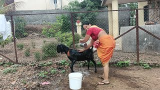 Desi lady morning time goat bathing 💦😍 [upl. by Eetnod]