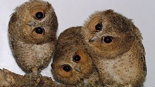 Nette und lustige Eulen und Owlets Compilation 2014 [upl. by Isherwood916]