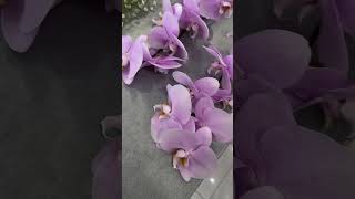 Orchidée…💗 orchidee keşfet flowers love fleuriste fleurs beautiful günlükvlog [upl. by Earleen892]