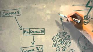 Apoptosis the Caspase Cascade [upl. by Anifled]