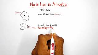 Nutrition in amoeba  chapter Life processes  class 10 [upl. by Nahtnaoj]