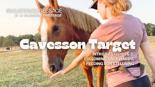 Cavesson Target with Positive Reinforcement [upl. by Suhcnip]