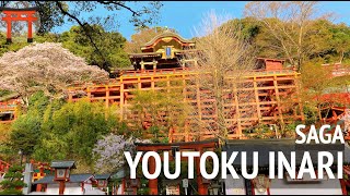 日本三大稲荷【祐徳稲荷神社】豪華絢爛・巨大神社・千本鳥居・桜・佐賀県 Yutoku Inari Shrine thousand torii gates Sakura [upl. by Noraf]