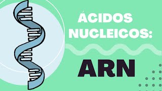 Introducción a los Ácidos Nucleicos ¿Qué es el ARN Estructura ARNm ARNt ARNr y Función 🔬 [upl. by Etneciv173]