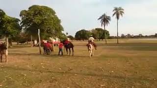 Montaria em cavalo pantanal [upl. by Oemac]