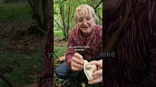 Birch polypore  medicinal [upl. by Ranie]