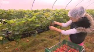 BBC News Migrant workers picking fruit and vegetables [upl. by Strain]