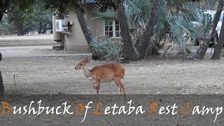 Bushbuck Of Letaba Rest Camp Video With Animal Call Tragelaphus sylvaticus  Stories Of The Kruger [upl. by Bornstein]