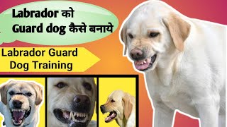 Labrador Ko Guard Dog Kaise Banaye  Labrador Guard Dog Training  Labra Ko Aggressive Kaise Banaye [upl. by Bruyn]