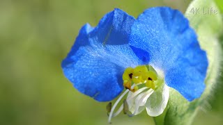 ツユクサ Asiatic dayflower［ 4K UHD ／ 植物 Plant ］ [upl. by Ynej]