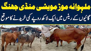 Malumor Mandi Latest Update  Cow fresh rates update  September 8 2024 [upl. by Okihsoy]