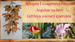 Aciopea Ecuagenera Passion Anguloa ruckeri  Cattleya warneri coerulea [upl. by Ramedlav569]