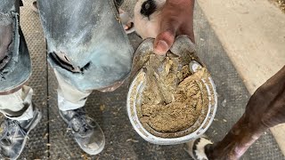 Mujeeb farrier infoasmr horse farrier horsecare [upl. by Margareta]