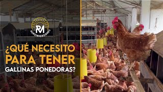 Que necesito saber para tener  GALLINAS PONEDORAS RENTABLES  Parte 2 [upl. by Mundt]