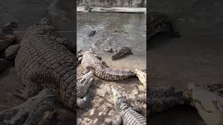 Feeding Crocodiles with Crocodile Leg [upl. by Klinges]