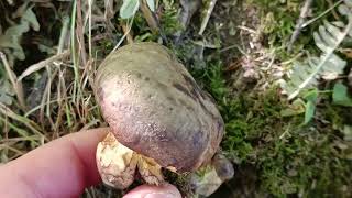 Butyriboletus Appendiculatus 🍴🍴🍴28072024 [upl. by Burty]