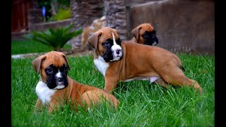 Heavy bone boxer puppies for sale in India 9620233339 BangaloreMumbaiDelhiHyderabadChennai [upl. by Aretak]