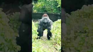 Porque Gorilas batem no peito 🦍 fatoscuriosos fatosdesconhecidos curiosidades vocesabia fatos [upl. by Margi]