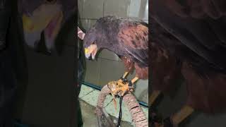 Harris Hawk wingedeagle hunting bigeagle birdhunting bird animals eagle huntingbirds [upl. by Amikan493]