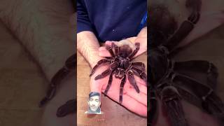 Animals Transformation 😚😱 animals spider pets cr7 dog wildanimals shorts shortsfeed viral [upl. by Noelc]