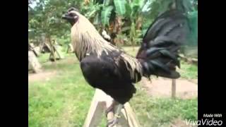 Top Strong Gamefowl Breeds [upl. by Adnuhsar]