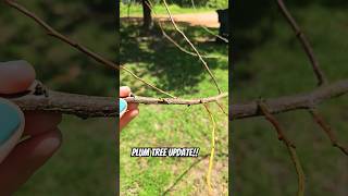 One plum tree survived yall Plumtree homestead farmlifebestlife [upl. by Yordan]