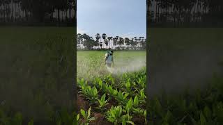 Spraying fungicides in turmeric crop  Mancozeb 75 WP  Carbendazim 50 WP  farming shorts [upl. by Martell]