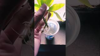 BryophilumPatharchatta plant propagation in water shorts trending [upl. by Fokos505]