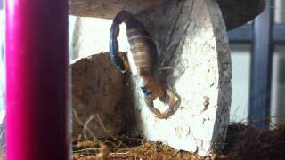 Rhopalurus Junceus Vid 8  Molting from 5th to 6th Instar  Part 1 [upl. by Ennirac]