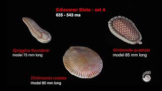 ¿Cuáles fueron los primeros animales en el planeta  BIOTA DE EDIACARA [upl. by Ailehc364]