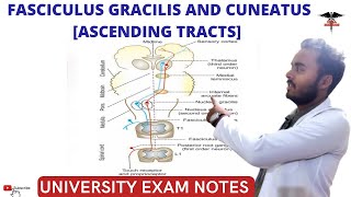 Fasciculus Gracilis and Fasciculus cuneatus Tract  Posterior ascending Tracts CNS Physiology [upl. by Assed850]