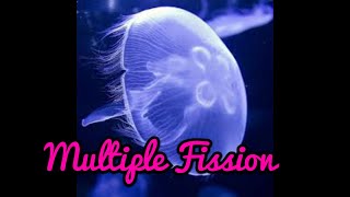 Multiple fission in Tamil [upl. by Leshia]