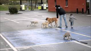 Chiots Chien Loup Tchécoslovaque de lélevage Gaia Vlka âgés de 59 jours [upl. by Einnel]