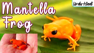 GOLDEN MANTELLA FROG in UrduHindi  WordsPlayingMeDejaVu [upl. by Harty737]