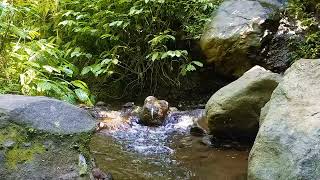 Sounds of Nature to sleep better with flowing river water birds chirping and green plants [upl. by Nickles410]