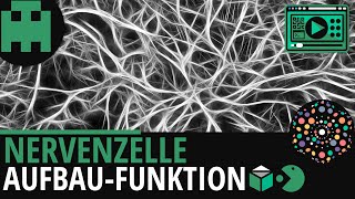 Nervenzelle Aufbau und Funktion│Biologie Lernvideo Learning Level Up [upl. by Angelico515]