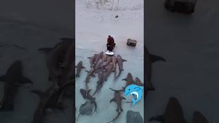 Shark with snorkeling 🤿 Maldives Maafushi island subscribe channel [upl. by Cinda]