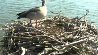 Egyptian goose takes over nest until shooed off  Rutland Osprey Project [upl. by Ettenahc]