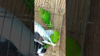 Indian ranging parrotভারতীয় দুইটি সবুজ তোতাপাখি viralvideo shortsvideo parrot parroting [upl. by Eirised629]