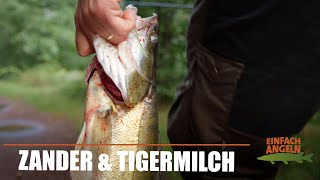 Gummizander amp Tigermilch  Faulenzen auf Zander  S1E08  Einfach Angeln [upl. by Lemuel]