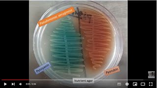 Pseudomonas aeruginosa Pyocyanin and pyorubrin pigments Demonstration [upl. by Amiarom]