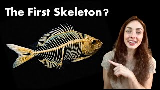 Which Animal Had The First Skeleton Was it Even An ‘Animal’ GEO GIRL [upl. by Aitak89]