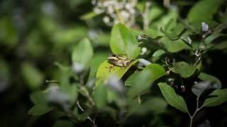 Pine Barrens Treefrog Calling [upl. by Luapnhoj266]