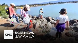 40th Coastal Cleanup Day draws hundreds of volunteers to Bay Area shores [upl. by Anamor]