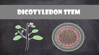 Dicot Stem Structure and Function  Plant Biology [upl. by Pryor]