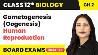 Gametogenesis Oogenesis  Human Reproduction  Class 12 Biology Chapter 2  CBSE 202425 [upl. by Phenice]