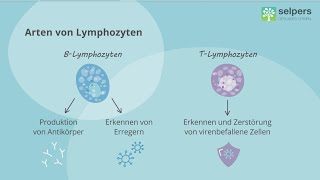 Das lymphatische System einfach erklärt 💡 Lymphknoten und Lymphozyten Experte im Interview [upl. by Colpin]